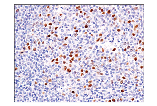 BCL6 (E5I8I) Rabbit mAb (BSA and Azide Free) | Cell