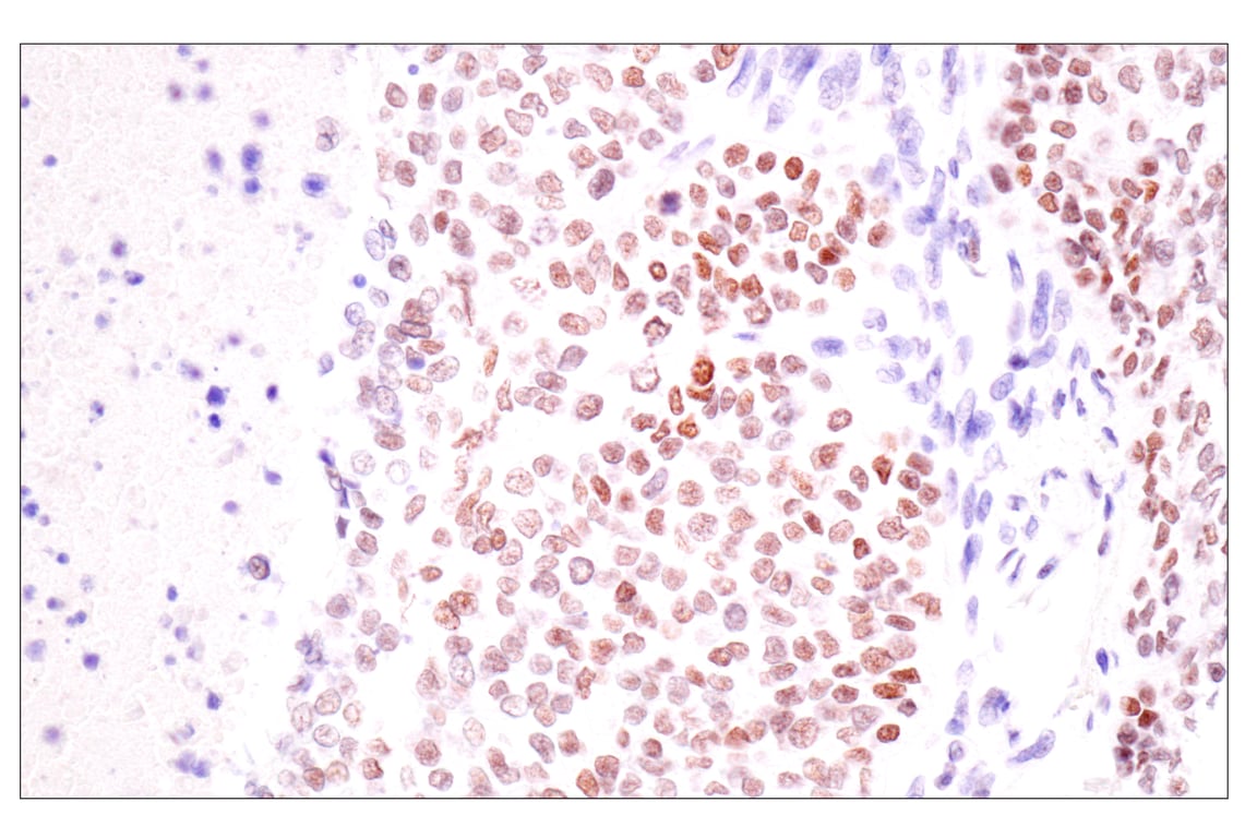 Immunohistochemistry Image 4: TLE3 (E4F3Y) Rabbit Monoclonal Antibody