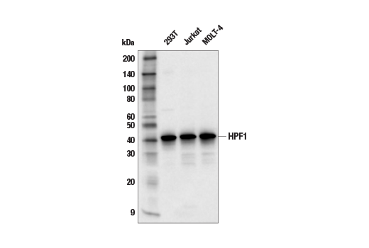 Western Blotting Image 1: HPF1 (E8B3W) Rabbit mAb