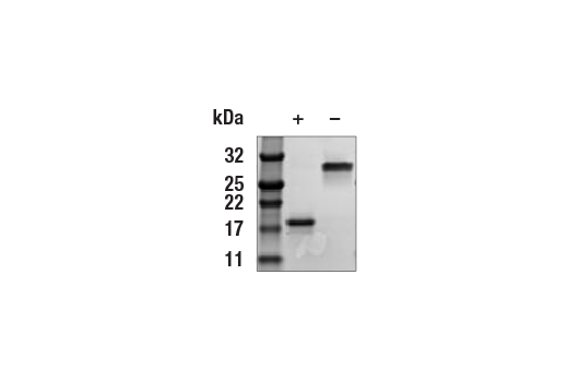 undefined Image 2: Human PDGF-AA Recombinant Protein