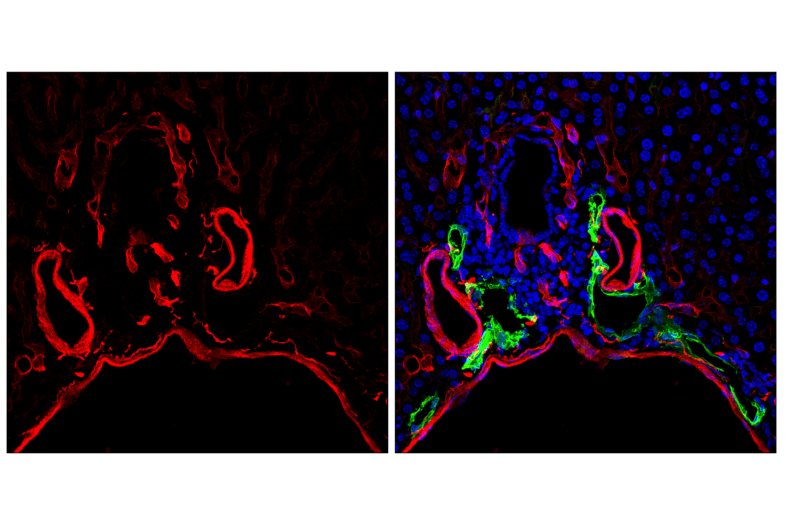 undefined Image 90: Pericyte Antibody Sampler Kit