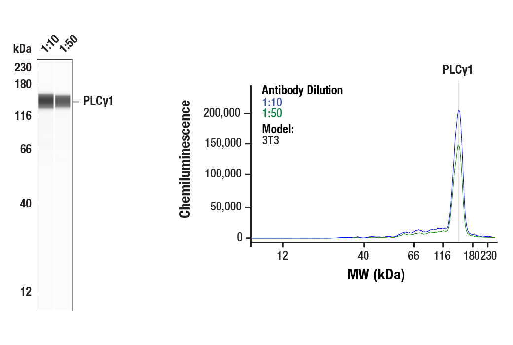 undefined Image 22: PLC gamma Antibody Sampler Kit