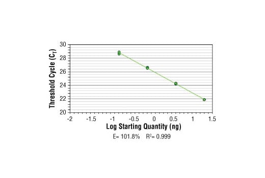 Chromatin Immunoprecipitation Image 2: SimpleChIP<sup>®</sup> Human RPL30 Exon 3 Primers