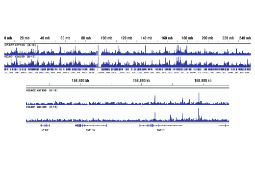 Chromatin Immunoprecipitation Image 2: HDAC2 (D6S5P) Rabbit Monoclonal Antibody