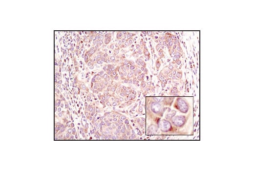 Immunohistochemistry Image 1: eIF3H (D9C1) Rabbit Monoclonal Antibody