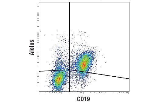 Flow Cytometry Image 2: Aiolos (D1C1E) Rabbit Monoclonal Antibody (BSA and Azide Free)