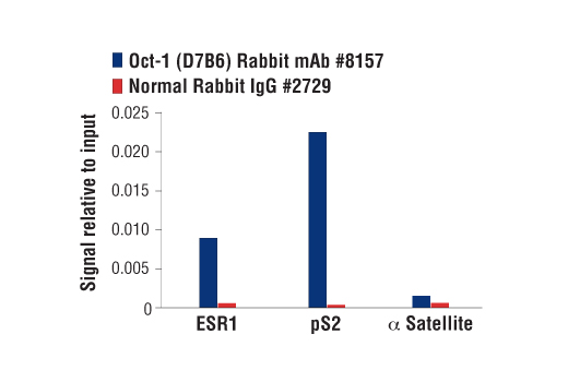 Chromatin Immunoprecipitation Image 3: Oct-1 (D7B6) Rabbit Monoclonal Antibody