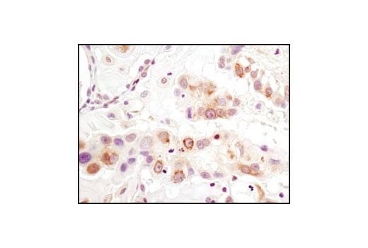 Immunohistochemistry Image 1: Pyruvate Dehydrogenase (C54G1) Rabbit Monoclonal Antibody (BSA and Azide Free)