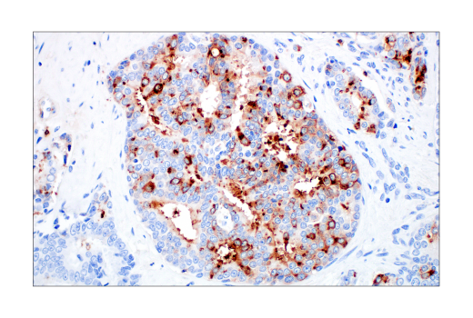 Immunohistochemistry Image 4: CD57 (HNK-1) Mouse mAb