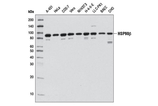 Western Blotting Image 2: HSP90 beta (D3F2) Rabbit Monoclonal Antibody