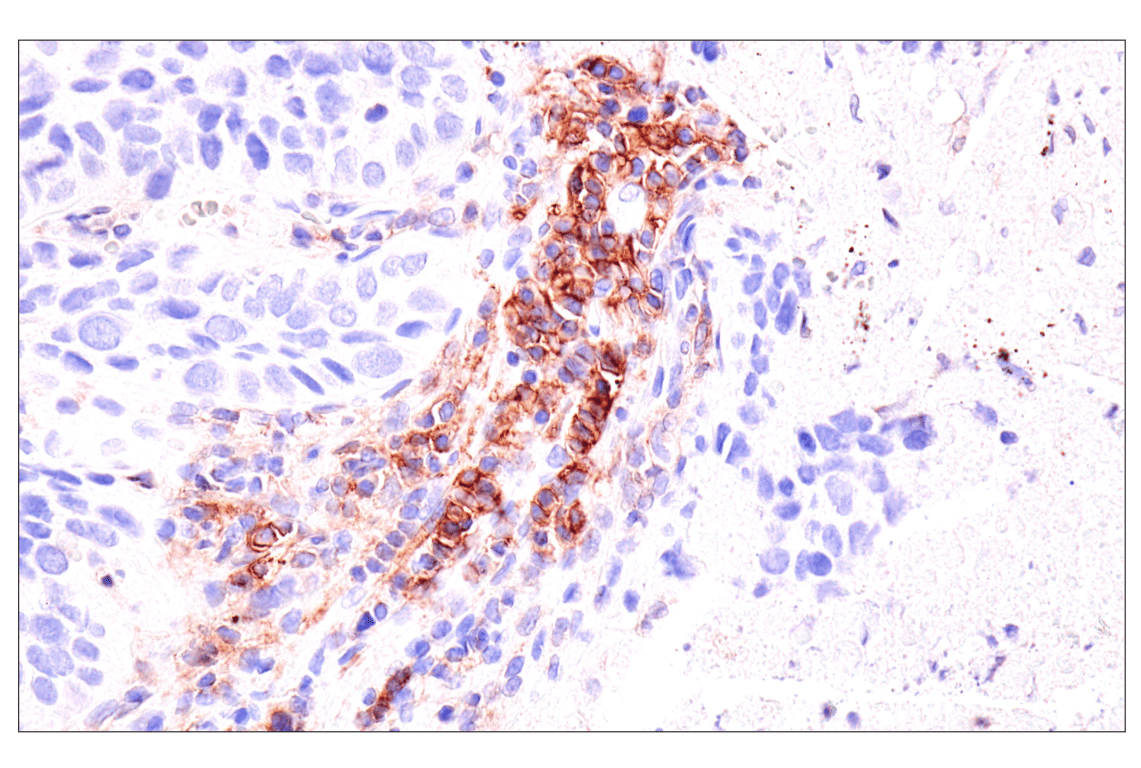 Immunohistochemistry Image 4: Semaphorin-4A (E5N3K) Rabbit Monoclonal Antibody