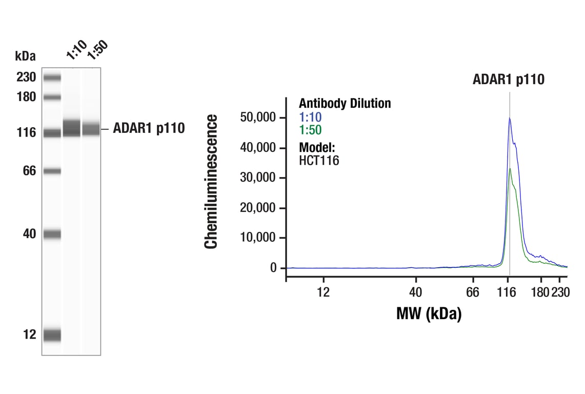 Western Blotting Image 1: ADAR1 p110 Isoform (F5F9U) Rabbit Monoclonal Antibody