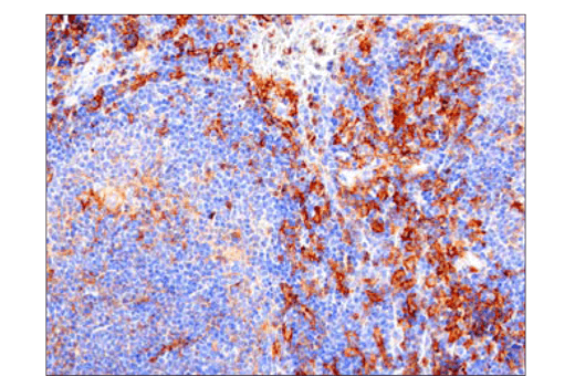 Immunohistochemistry Image 3: SIRP alpha/SHPS1 (D6I3M) Rabbit Monoclonal Antibody