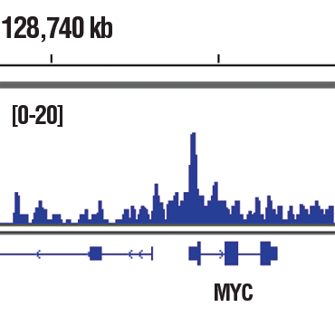 Chromatin Immunoprecipitation Image 1: COBRA1 (D6K9A) Rabbit Monoclonal Antibody