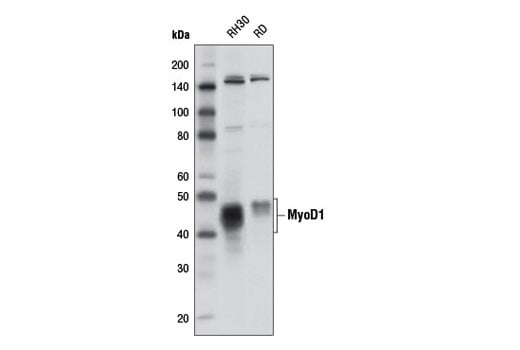Western Blotting Image 1: MyoD1 Antibody