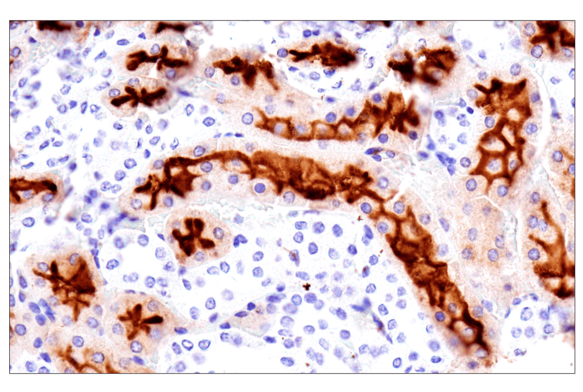 Immunohistochemistry Image 7: ACE2 (E5O6J) Rabbit Monoclonal Antibody (BSA and Azide Free)