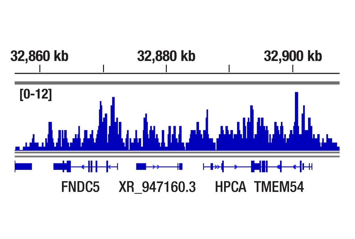 CUT & RUN Image 1: Ubiquityl-Histone H2A (Lys119) (D27C4) Rabbit Monoclonal Antibody