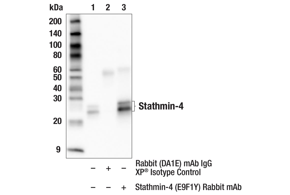 Immunoprecipitation Image 1: Stathmin-4 (E9F1Y) Rabbit Monoclonal Antibody