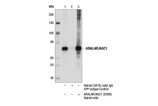 Immunoprecipitation Image 1: ARALAR/AGC1 (D5I6I) Rabbit Monoclonal Antibody