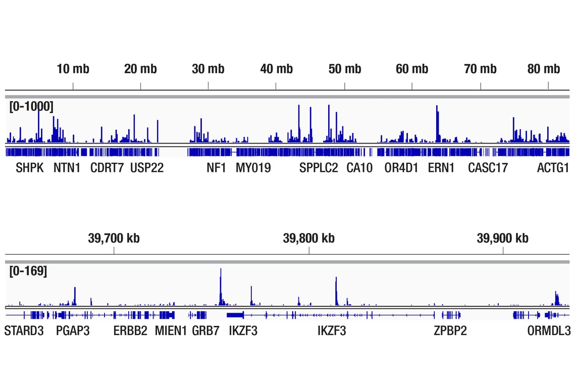 CUT & Tag Image 2: Helios (D4Z6D) Rabbit Monoclonal Antibody