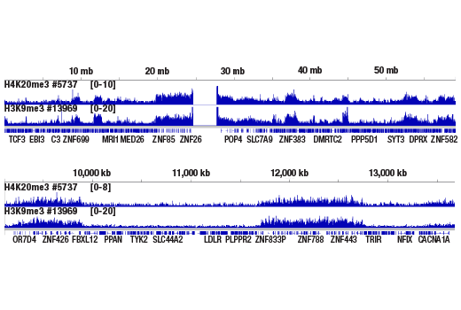 Chromatin Immunoprecipitation Image 2: Tri-Methyl-Histone H4 (Lys20) (D84D2) Rabbit Monoclonal Antibody