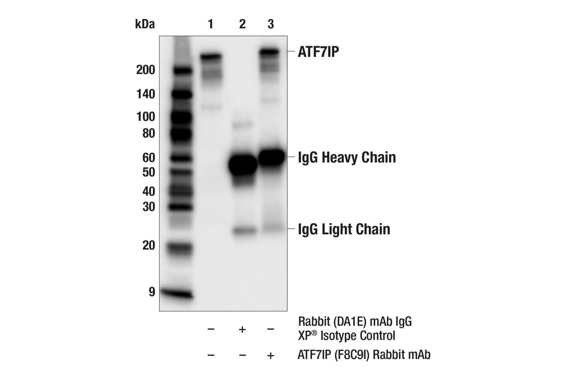 Immunoprecipitation Image 1: ATF7IP (F8C9I) Rabbit Monoclonal Antibody
