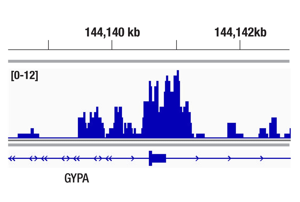 CUT & RUN Image 1: LDB1 (E2Y9Q) Rabbit Monoclonal Antibody