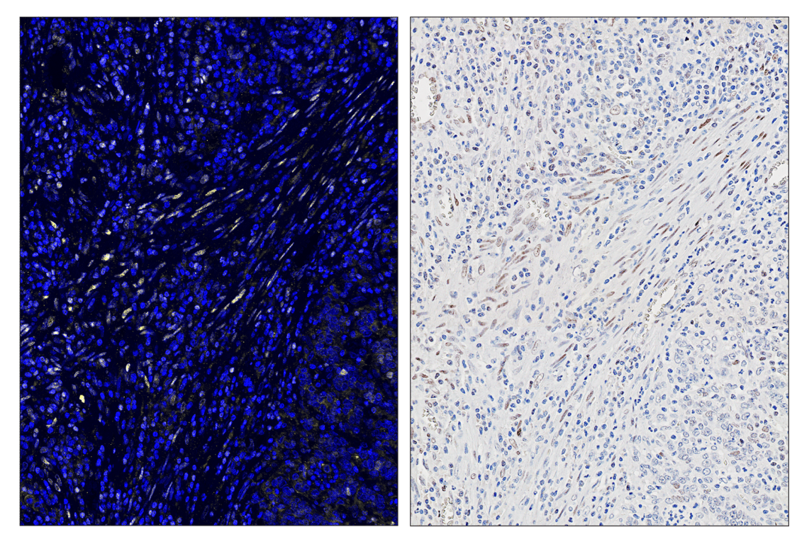 Immunohistochemistry Image 3: SignalStar<sup>™</sup> Midplex IHC Buffer Kit