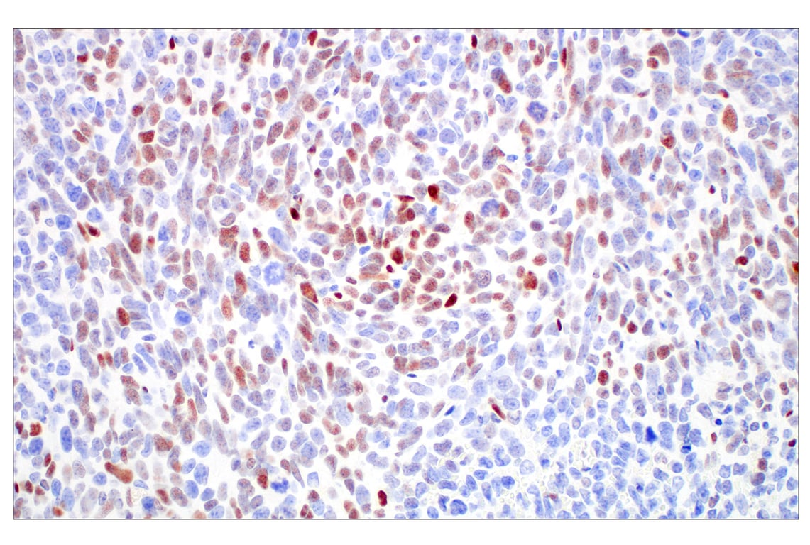 Immunohistochemistry Image 7: c-Fos (E2I7R) Rabbit Monoclonal Antibody (BSA and Azide Free)