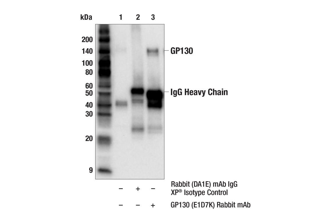 Immunoprecipitation Image 1: GP130 (E1D7K) Rabbit Monoclonal Antibody