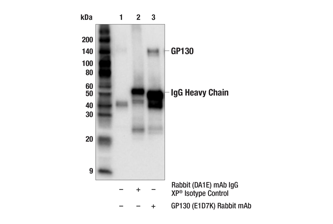Immunoprecipitation Image 1: GP130 (E1D7K) Rabbit mAb