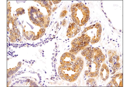 Immunohistochemistry Image 4: TRXR1 (D1T3D) Rabbit Monoclonal Antibody (BSA and Azide Free)