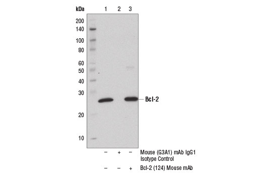 Immunoprecipitation Image 1: Bcl-2 (124) Mouse Monoclonal Antibody