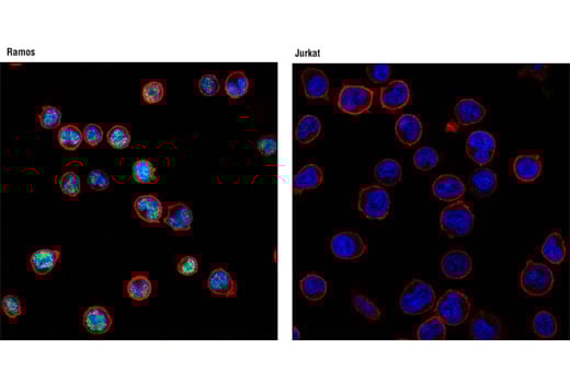 Immunofluorescence Image 1: PAX5 (D19F8) Rabbit Monoclonal Antibody