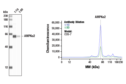 Western Blotting Image 1: AMPKα2 Antibody