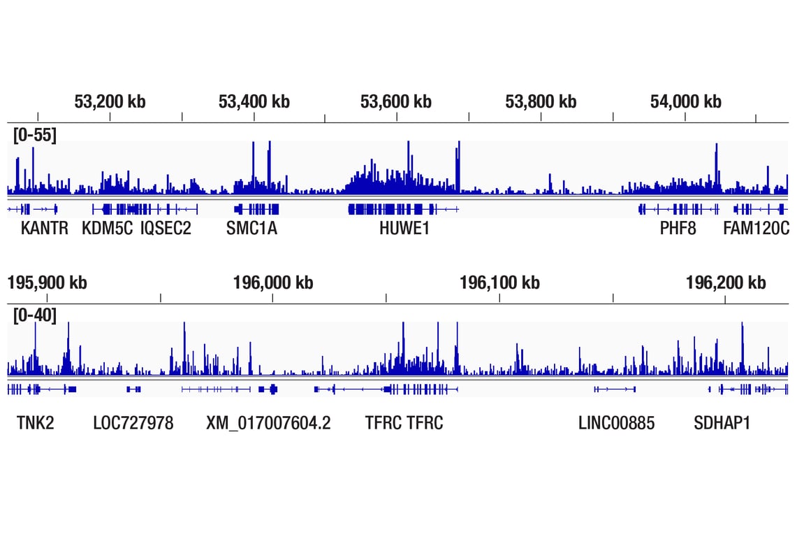 CUT & Tag Image 2: DNMT3A (D2H4B) Rabbit Monoclonal Antibody
