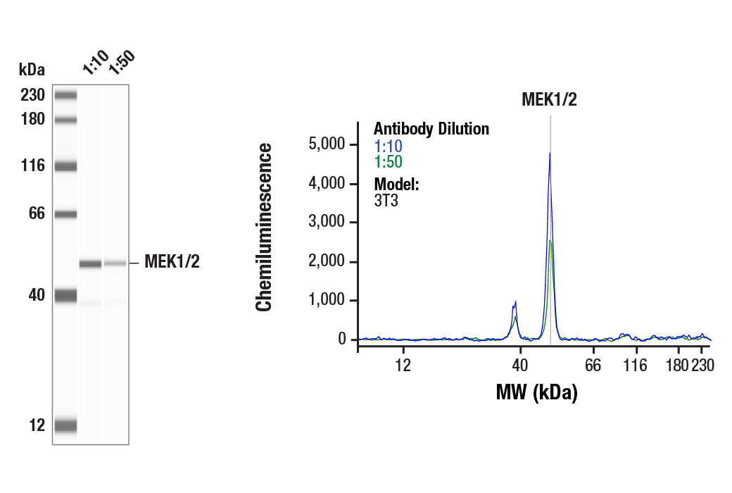 Western Blotting Image 1: MEK1/2 (47E6) Rabbit mAb