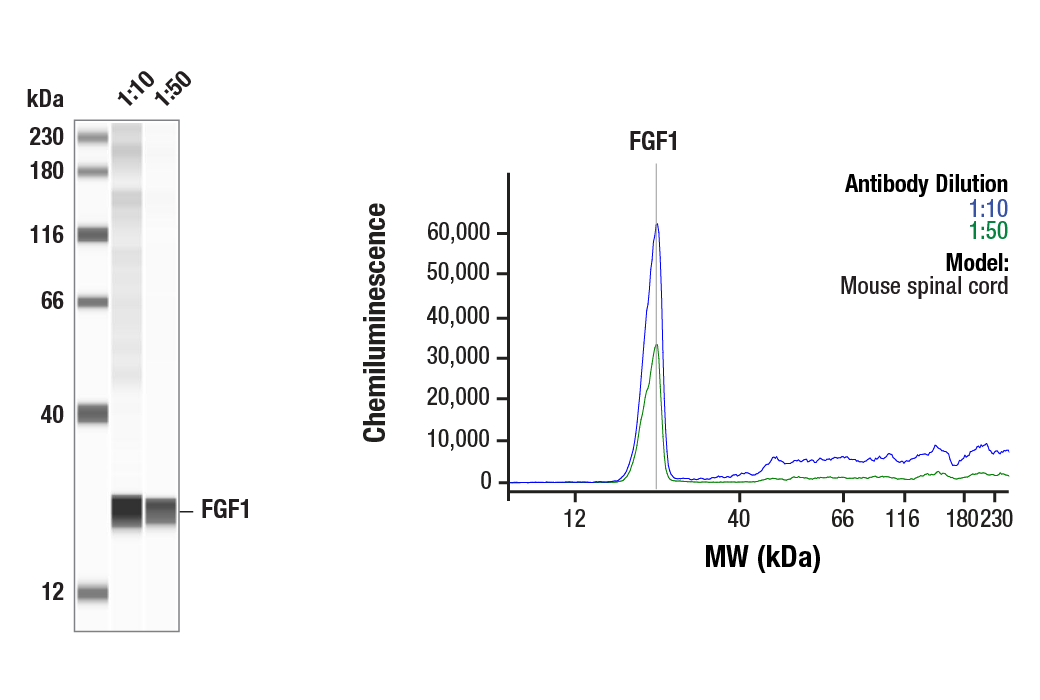 Western Blotting Image 1: FGF1 (E2S9Q) Rabbit Monoclonal Antibody