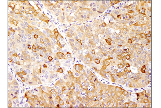 Immunohistochemistry Image 6: HSP27 (E1J4D) Rabbit Monoclonal Antibody