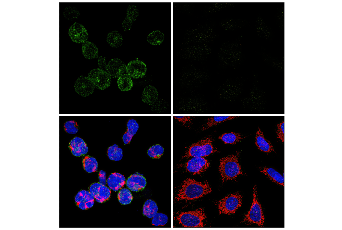 Immunofluorescence Image 1: PD-1 (Intracellular Domain) (D4W2J) XP<sup>®</sup> Rabbit mAb (BSA and Azide Free)