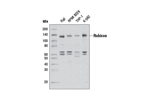 Western Blotting Image 2: Rubicon (D8B2) Rabbit Monoclonal Antibody