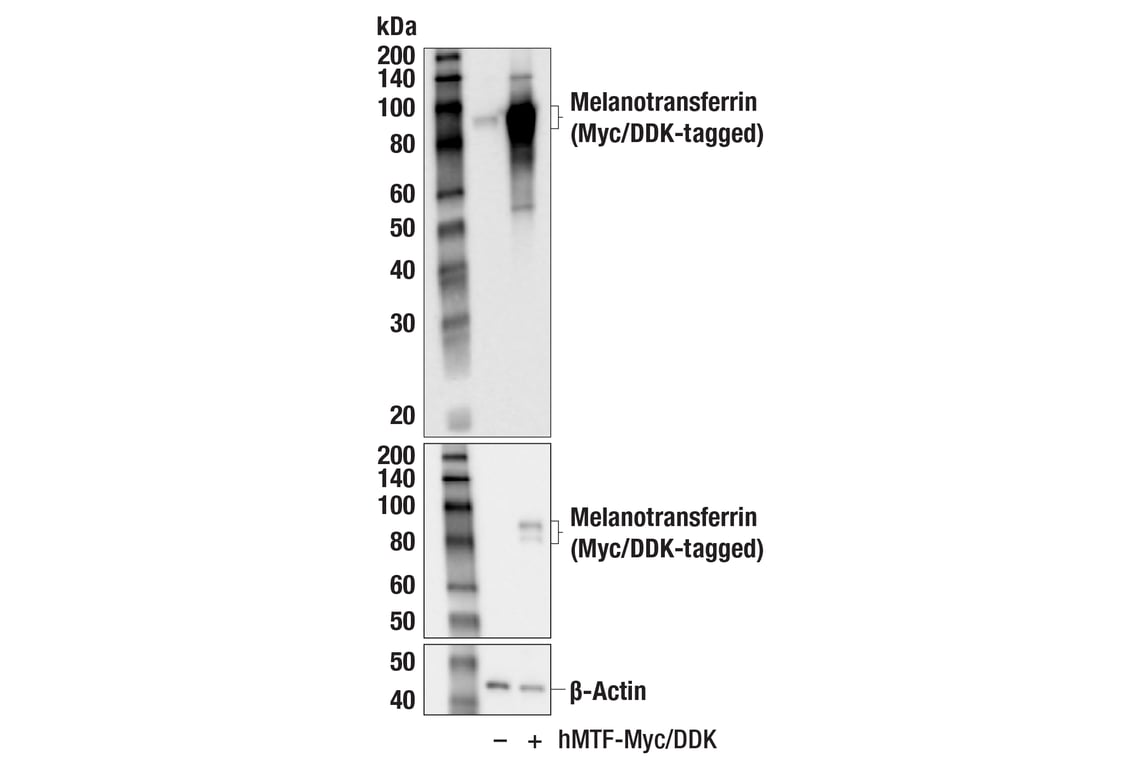 Western Blotting Image 2: Melanotransferrin (F3W8H) Rabbit Monoclonal Antibody