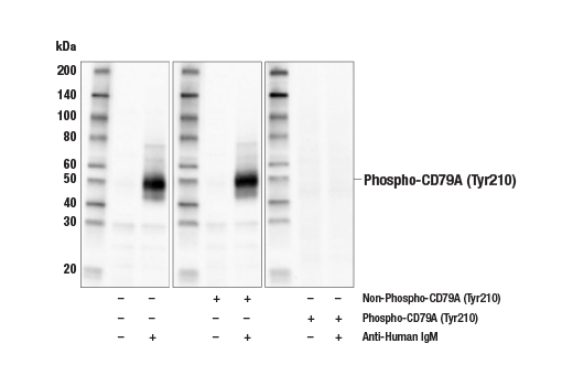 Western Blotting Image 2: Phospho-CD79A (Tyr210) (E8E9Z) Rabbit Monoclonal Antibody