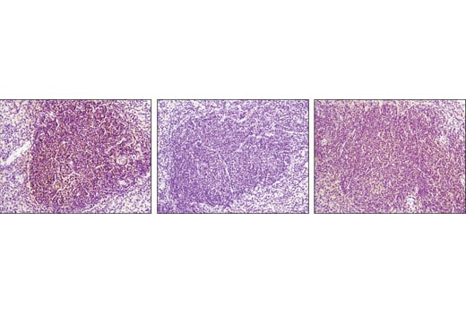 Immunohistochemistry Image 4: HSF1 (D3L8I) Rabbit Monoclonal Antibody (BSA and Azide Free)