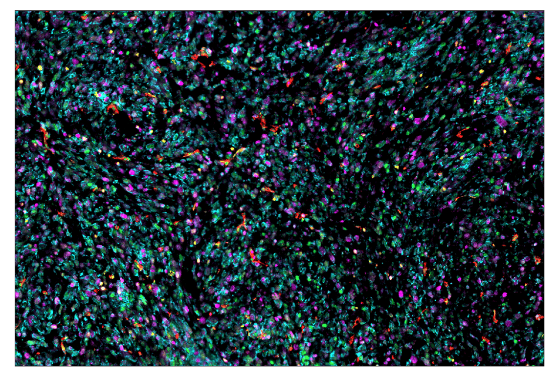 Immunohistochemistry Image 7: CD31 (PECAM-1) (D8V9E) & CO-0050-647 SignalStar<sup>™</sup> Oligo-Antibody Pair