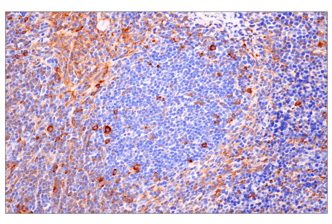 Immunohistochemistry Image 11: SPAK (F7T1K) Rabbit Monoclonal Antibody