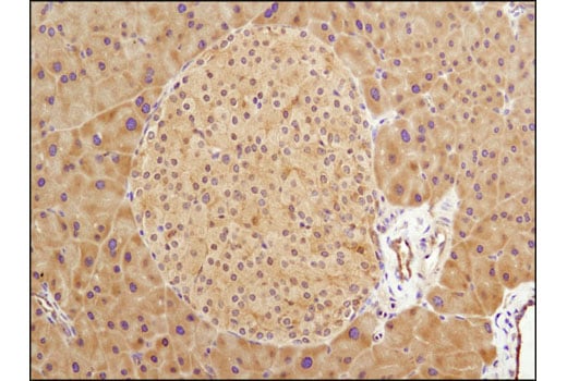 Immunohistochemistry Image 2: GSK-3 beta (D5C5Z) Rabbit Monoclonal Antibody (BSA and Azide Free)