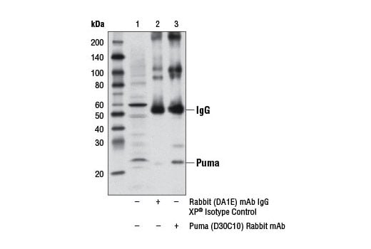 undefined Image 19: Pro-Apoptosis Bcl-2 Family Antibody Sampler Kit