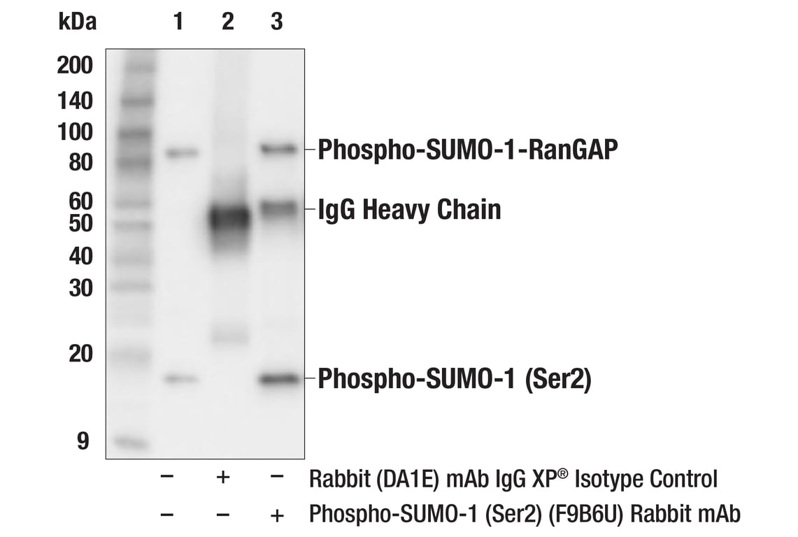 Immunoprecipitation Image 1: Phospho-SUMO-1 (Ser2) (F9B6U) Rabbit Monoclonal Antibody