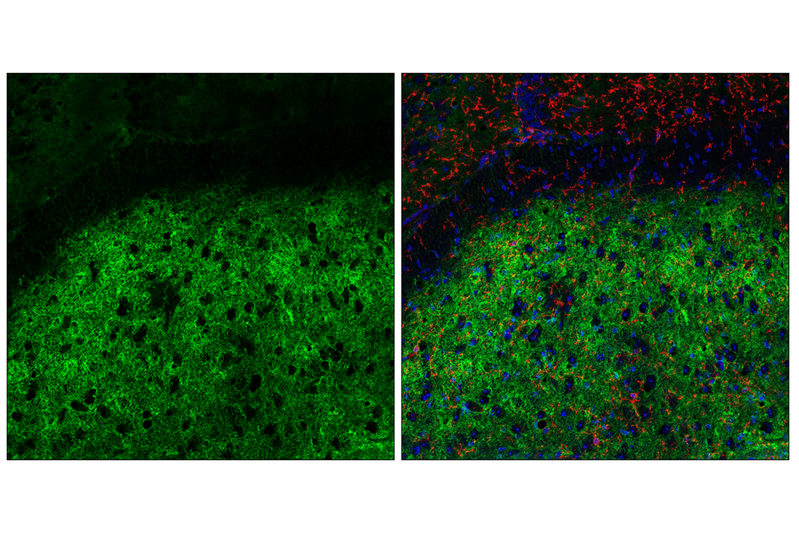 Immunofluorescence Image 3: Kir4.1 (F3O7C) Rabbit Monoclonal Antibody